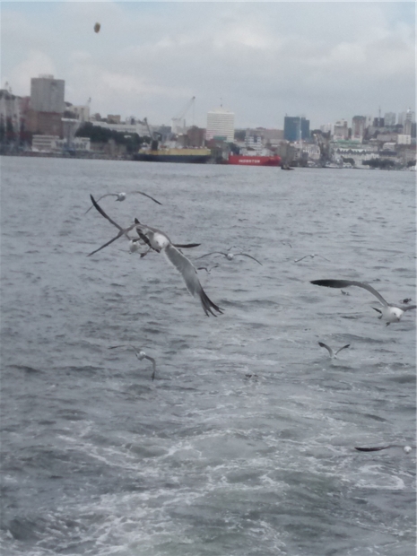 海鸥飞翔