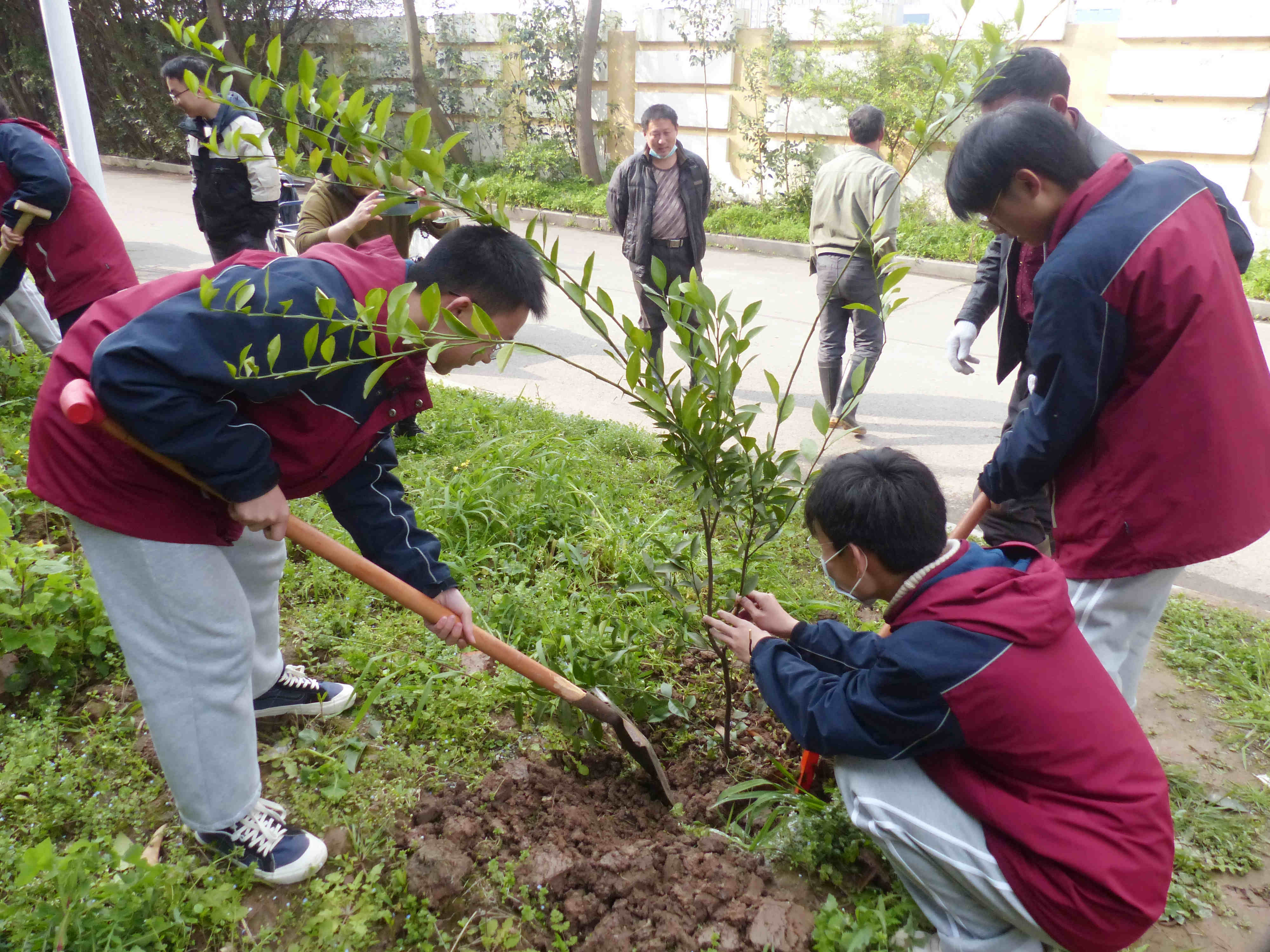监利中学校团委组织高一学生参加植树活动