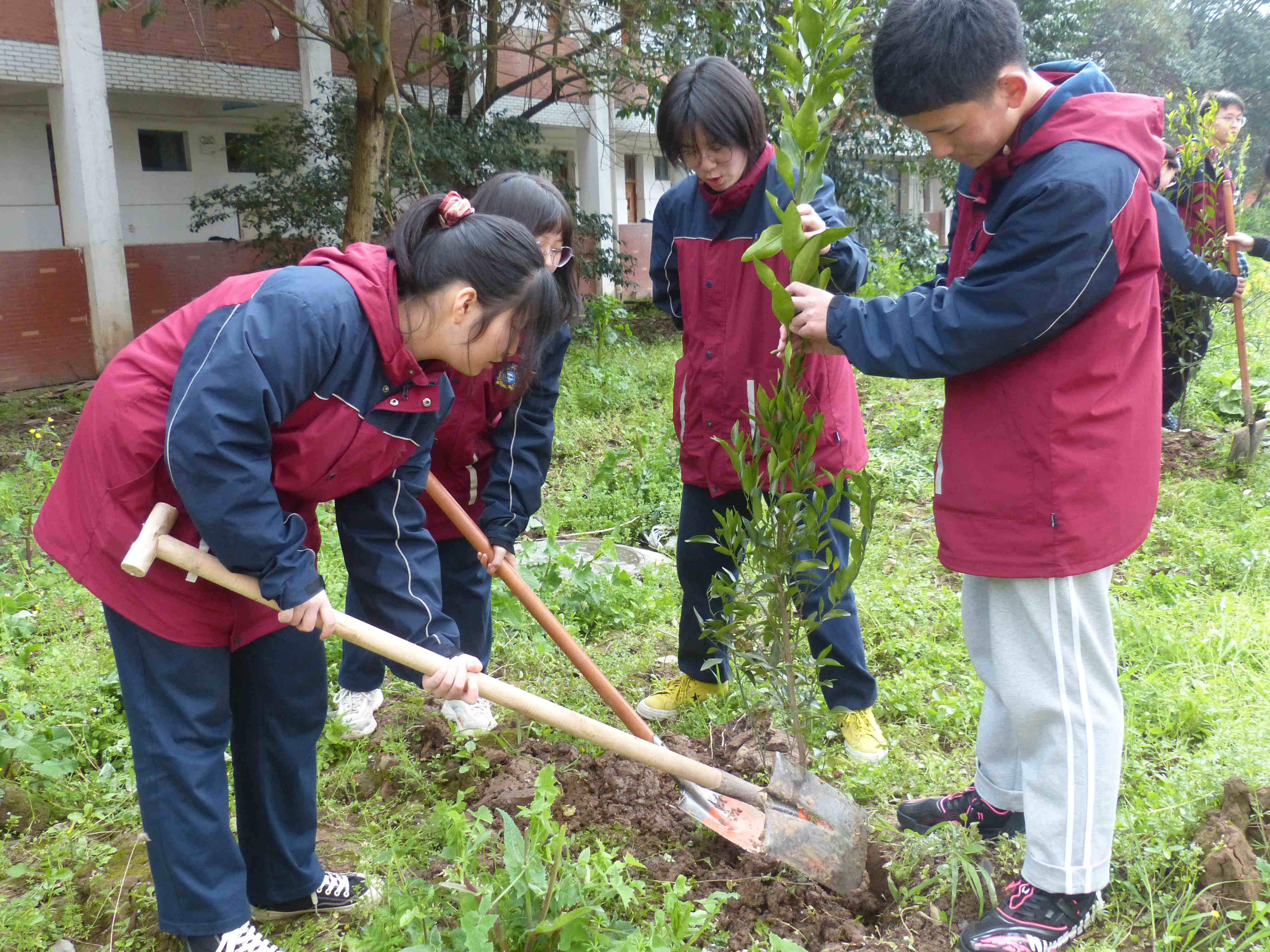 监利中学校团委组织高一学生参加植树活动