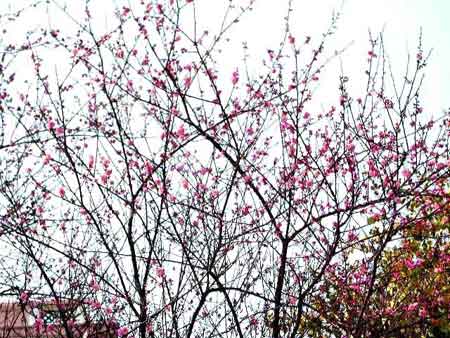周总理当年在广东从化亲手栽种的梅花盛开(图)