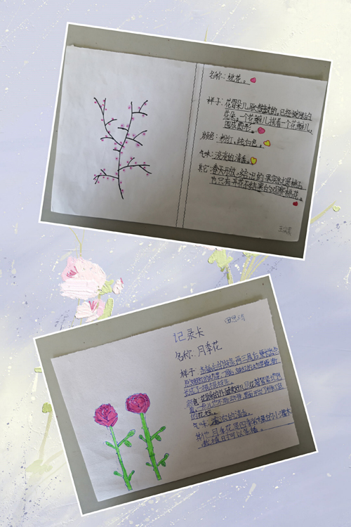 月季花植物卡片图片