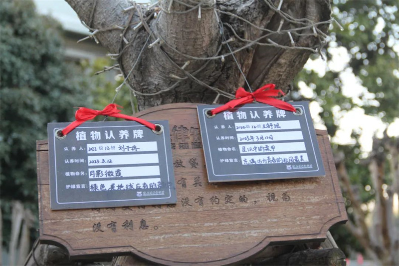 淮外开展校园树木认养活动