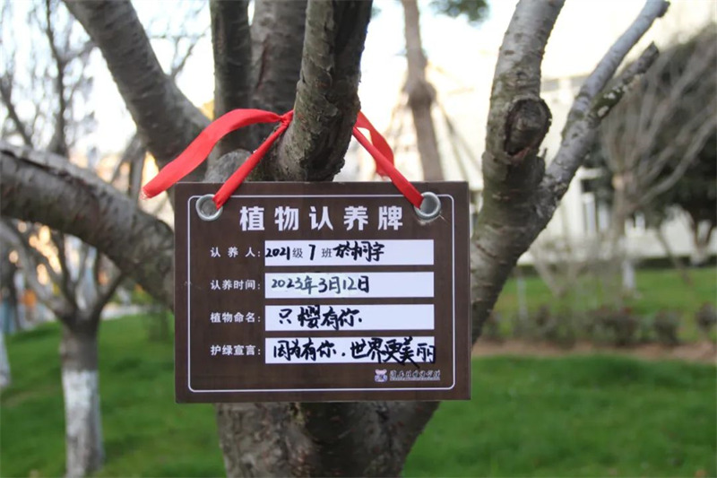 淮外开展校园树木认养活动