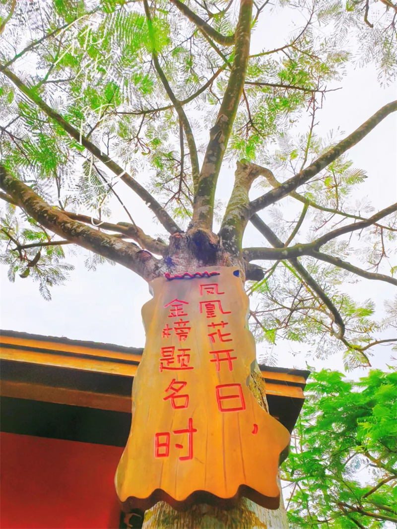 听风逐浪,畅游琼岛
